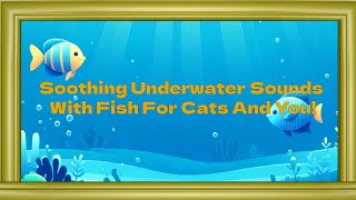 CALMING WATER WITH FISH CAT VIDEO - Underwater Fishies With Calming Water Sound Effects (Relaxation)