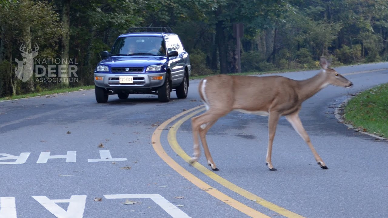 8 Tips For Avoiding a Deer-Vehicle Collision 