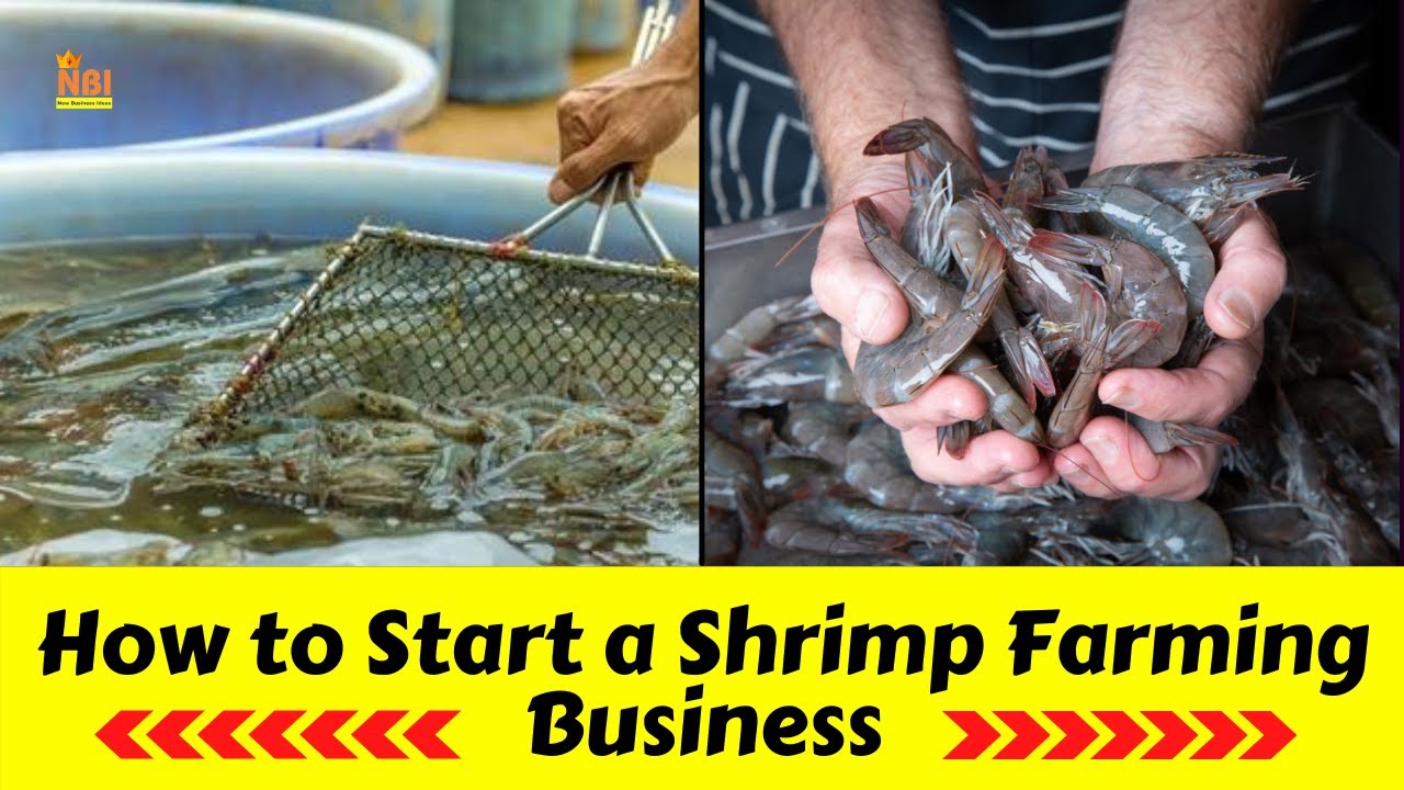 prawn farming business plan pdf