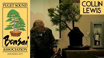 How to Structure a Twin Trunk Bonsai - Colin Lewis Demo Highlight - Nov 2000
