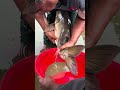 Amazing Bighead Fish Breeding System #shorts