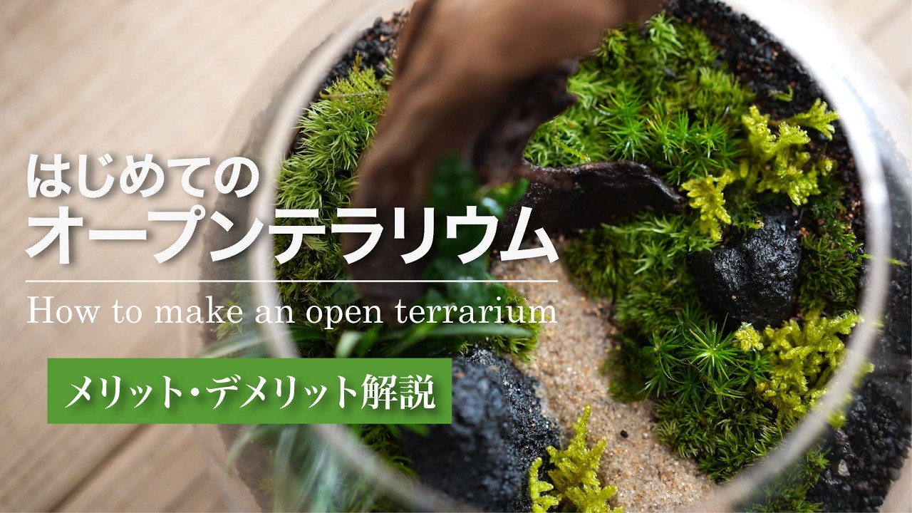 How to Create Your First Open Terrarium - YouTube