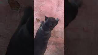 xxl american bully #shortvideo #pitbull #americanbullyfemale #shortsfeed #dog #shortsviral #puppy