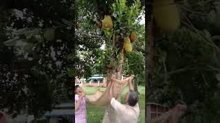 Picking Jackfruit from tree!😯