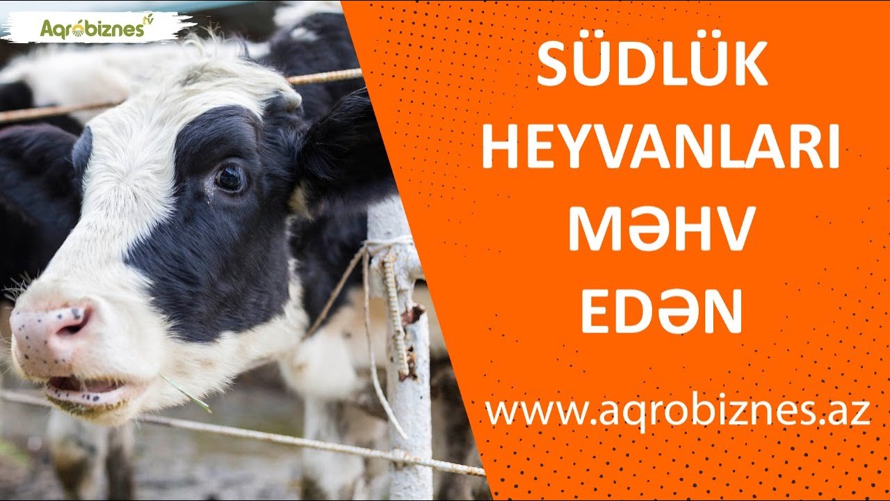 Südlük heyvanlarda mastit xəstəliyi