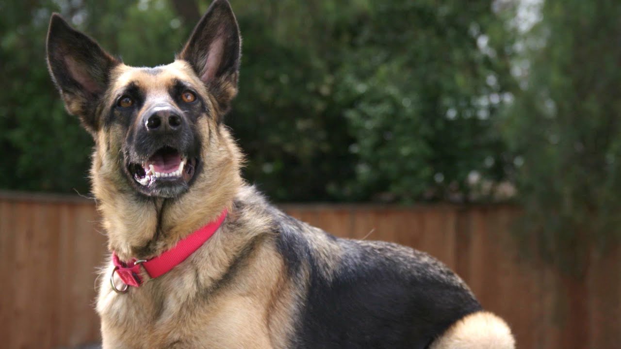 Kyrie the Service Dog | Lucky Dog lucky dog-don't lose luck-