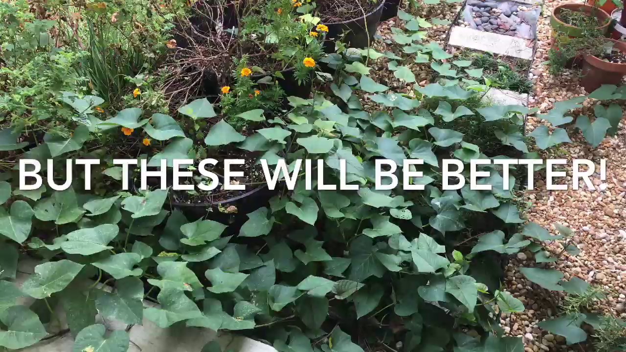 The Falling Apart Planter and Sweet Potatoes