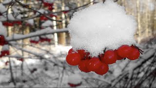 4K Первый снег  _  First snow