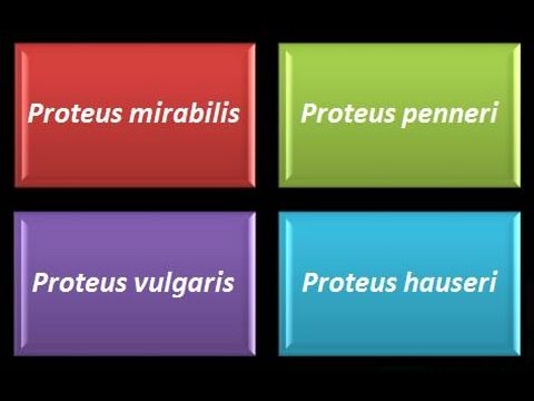Video: ¿Dónde se pueden encontrar las proteobacterias?