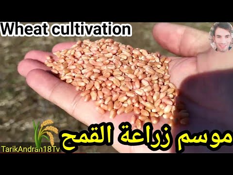 فيديو: كيف تنبت القمح لعيد الفصح بدون أرض