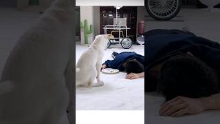 Fainting in front of a Strong loyalty Jindo dog!!