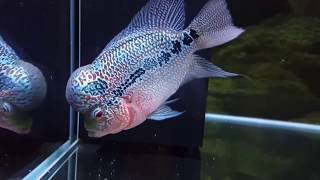 5 Months Update - Flowerhorn Foods
