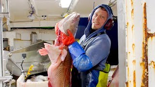 Ice Cold Catch Wealth