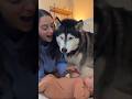 Sheldon says: "I&rsquo;m the Mommy now!" 😂🐺 #shorts #wholesome #usa