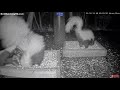 Skunk Squeal and Bite   Raccoon Fight ... BWHQ Akron, OH