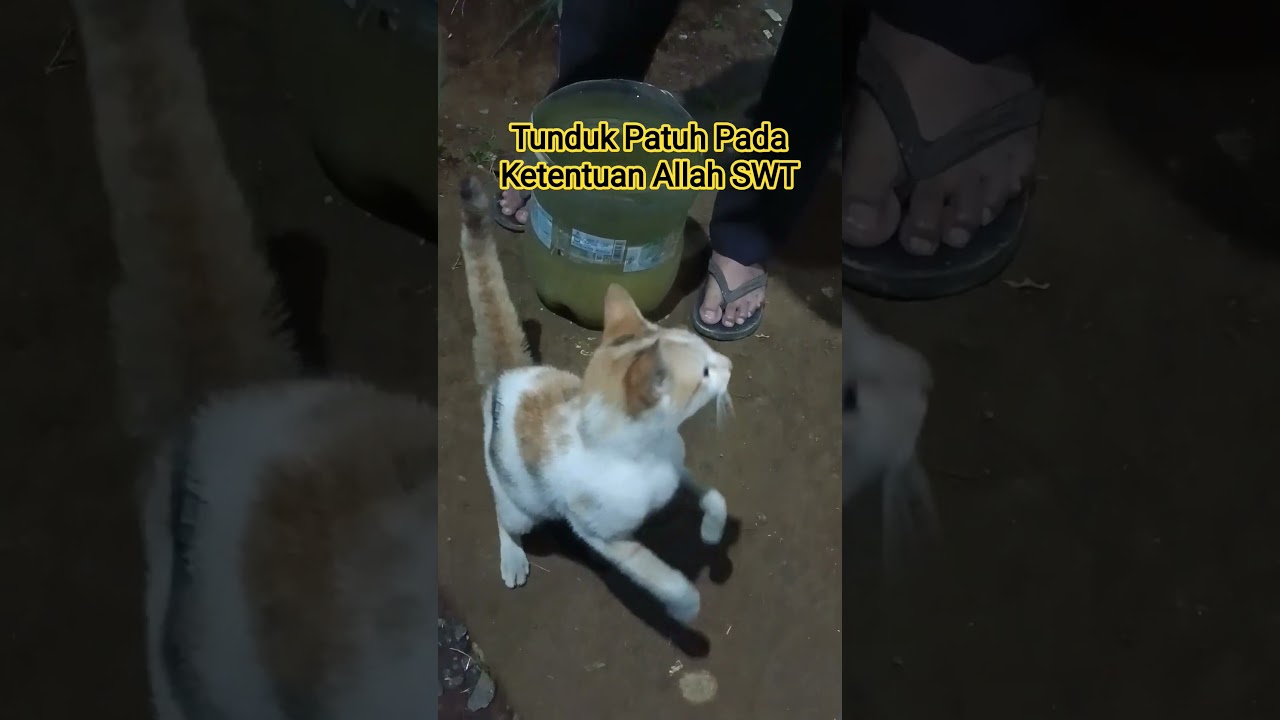 Komitmennya Orang Beriman #dakwah #nasehat #ceramah