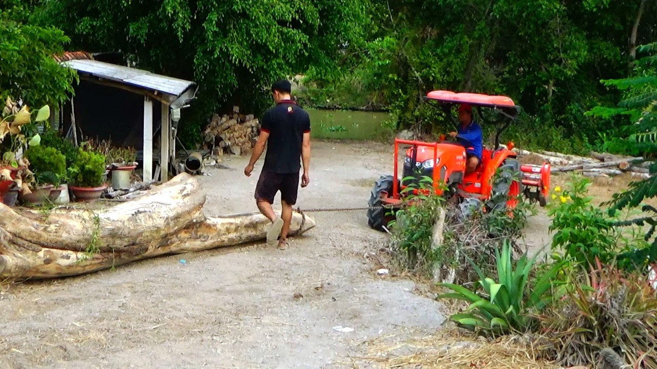 Bắt máy cày Kubota L5018 kéo cây khổng lồ