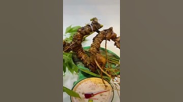 Sâm Ngọc Linh rừng 360g đã kiểm định hàm lượng cực cao 15% saponin . Củ sâm già cỗi trăm năm tuổi,