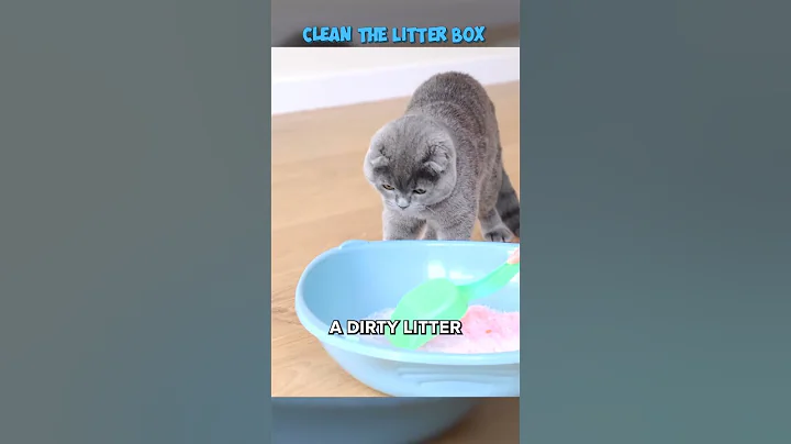 Leaving Your Cat Alone? Avoid These Common Mistakes #Shorts