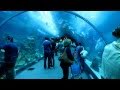 Dubai Mall Aquarium