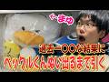 【サンリオくじ】過去一〇〇な信じられないくじ結果に!*Reona.が好きなペックルくんのぬいぐるみ出るまで引き続ける!!確率は70本中の2本・・・のはずが【sanrio/サンリオ当りくじ/一番くじ】