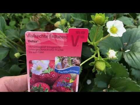 Erdbeeren blühen im September: Kommt jetzt noch eine Herbsternte?
