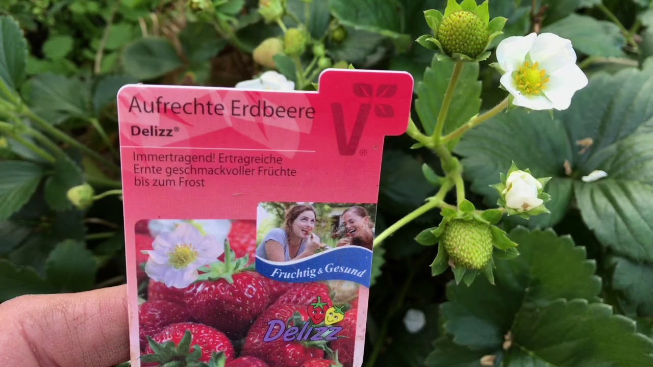 Erdbeeren blühen im September: Kommt jetzt noch eine Herbsternte?
