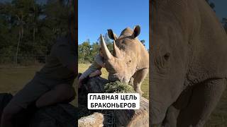 Рог Носорога Дороже Золота