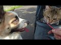 猫と犬の散歩風景 小鉄とココちゃん