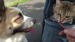 猫と犬の散歩風景 小鉄とココちゃん by 小鉄チャンネル 732 views 1 year ago 3 minutes, 34 seconds
