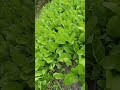 spinach growing in my garden#lattuce#peace#gardening