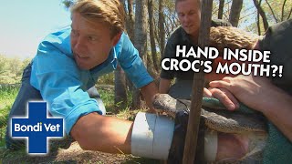 Bondi Vet vs Crocs & Gators! 🐊 | Compilation | Bondi Vet