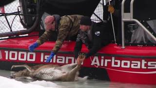 Deer Stuck In Ice Saved By Wisconsin Dnr Wardens Using An Airboat