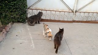 Dangerous Group Of Cats Not Allowing Street Cat To Eat Food They're Hissing and Growling