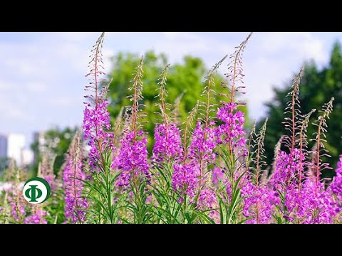 144 Наш старинный иван-чай – от болезней выручай!