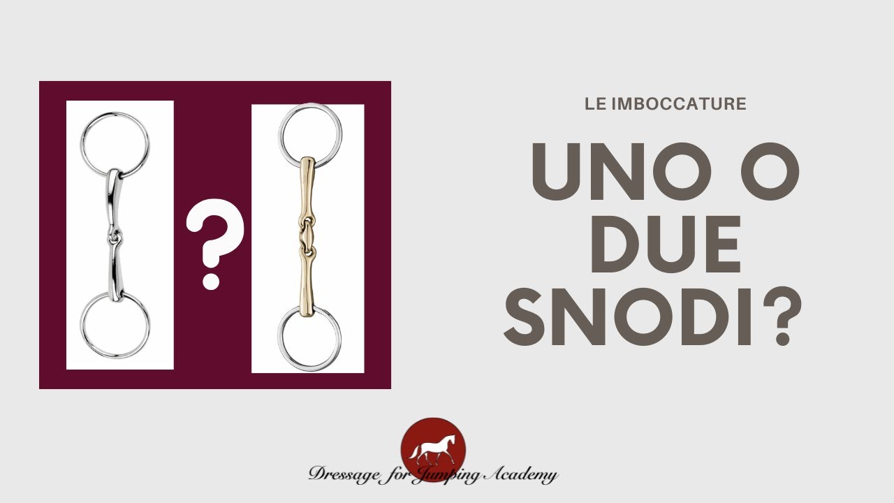 uno o due snodi? come scegliere il filetto? #dressageforjumping #equitazione