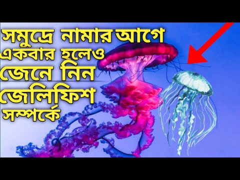 সমুদ্রে নামার আগে জেনে নিন জেলি ফিস সম্পর্কে😱🙅