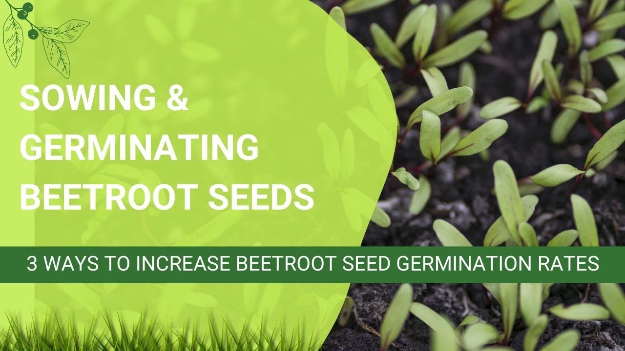 3 Ways to Increase Beetroot Seed Germination Rates YouTube