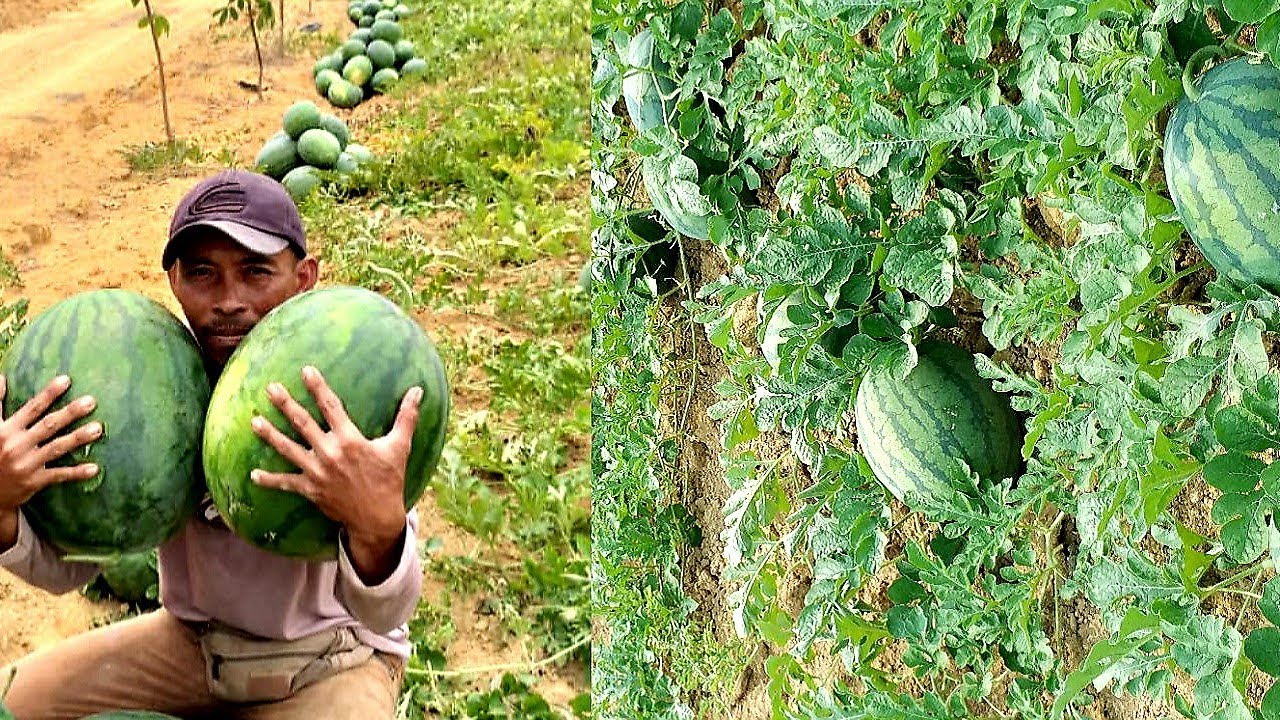 PANDUAN LENGKAP TANAM SEMANGKA/TEMBIKAI  BAGI PEMULA