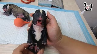 Baby newborn Pitbull Puppies howling loudly asking for help