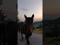 Biokovo #shorts #biokovo #horse #sea #mountains #sunset #croatia #makarskariviera