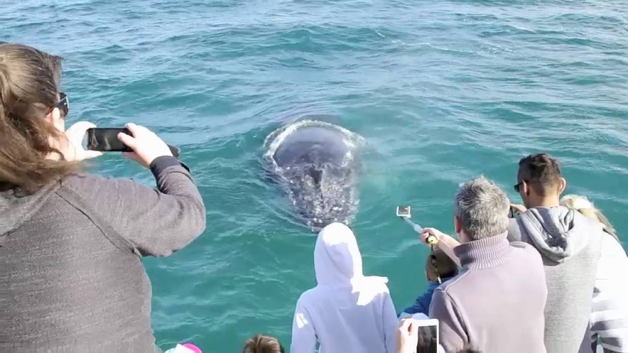 Highlights of our Whale Watching Tour at Hervey Bay - 12 July 2016