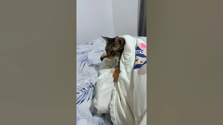 Video 11815401: tabby cat adorable, tabby cat funny, cat grooming, happy cat, adorable cats love, tiger