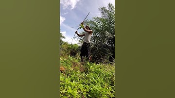 Cassava harvesting part 998 #shorts #farming #cassava #nature  #cassavaroots #cassavafarming