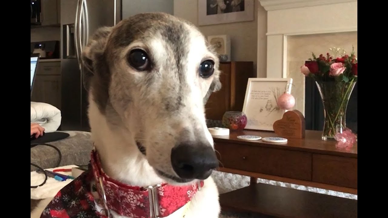 We will always love you Doodad