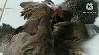 Suara Burung Mandar Batu, SINTAR dan Tikusan alis putih di jamin poin Biasa saya pakai