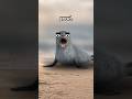Why These Sea Animals Are So MISUNDERSTOOD 🦭🦁 #shorts