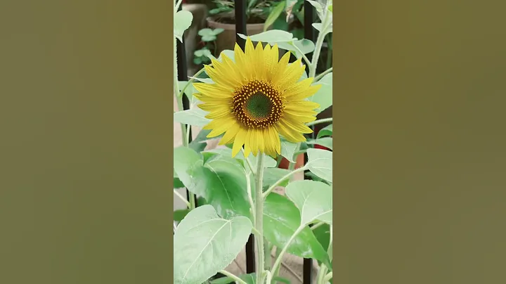 How to grow sunflowers 🌱 #howtowithjessie - DayDayNews