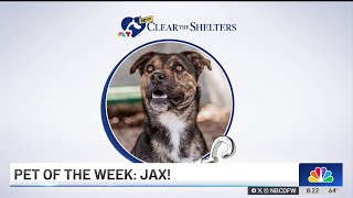 Pet of the Week: Jax | NBCDFW