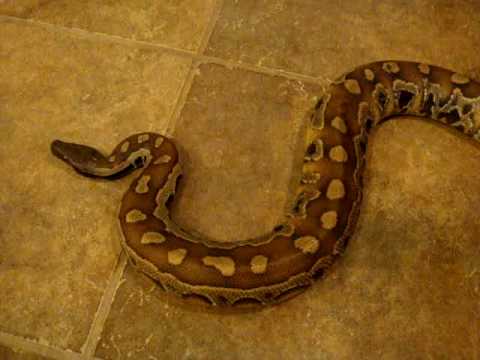 blood python update 7/17/10